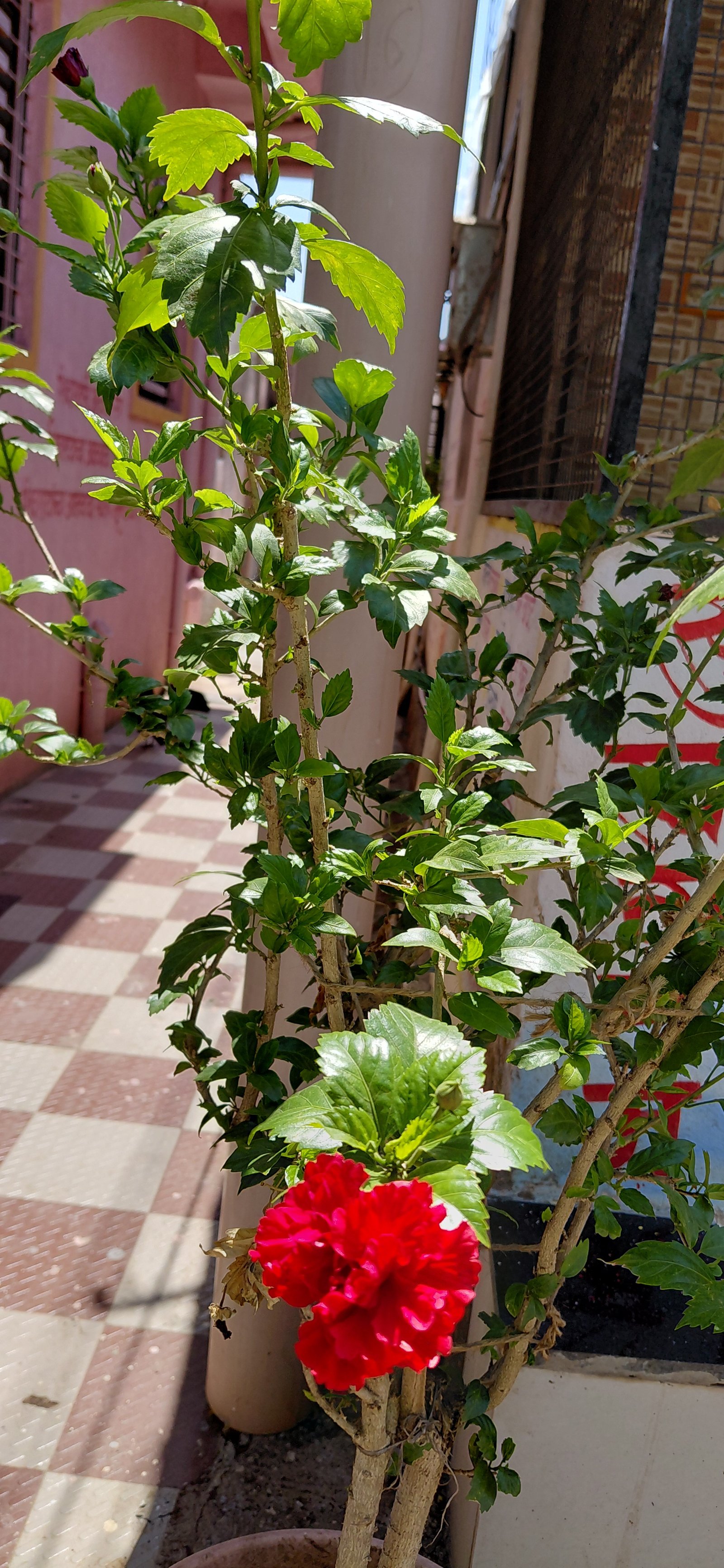 जास्वंद