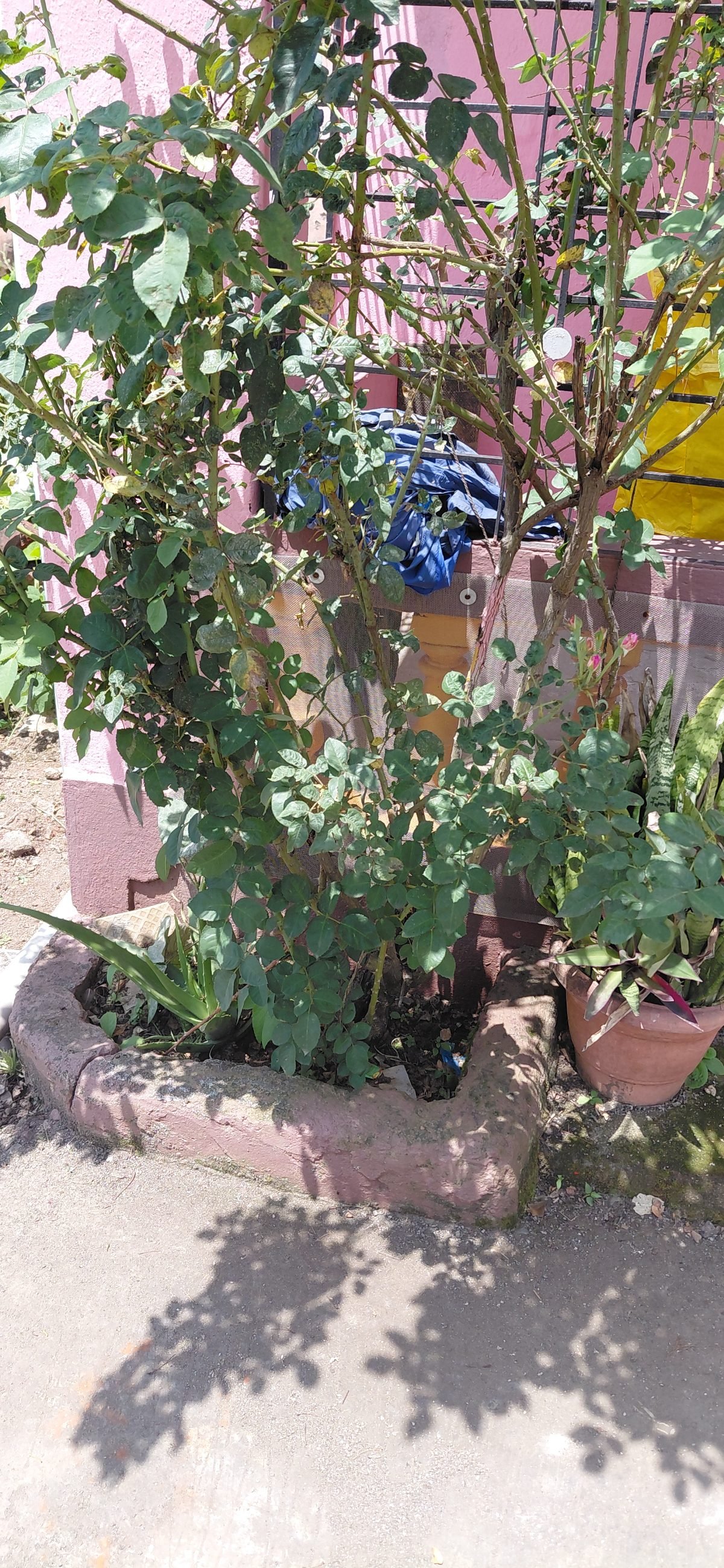 गुलाब