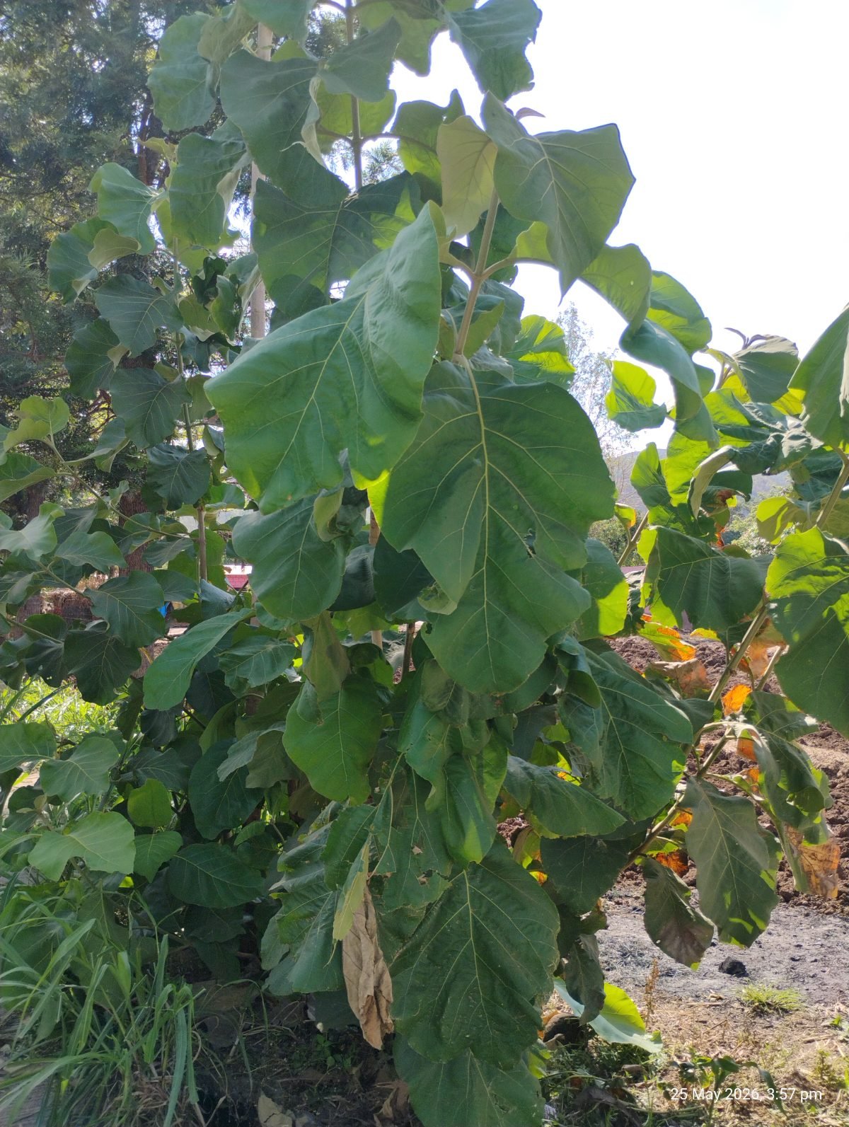 साग