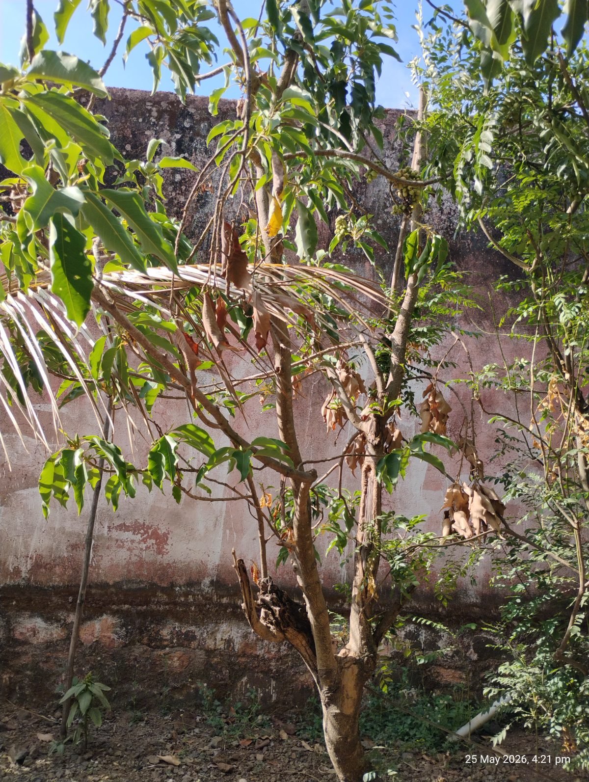 सोनचाफा
