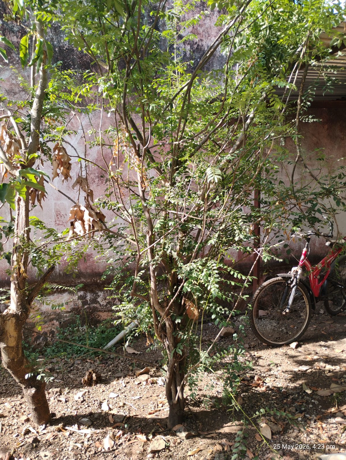 कढीपत्ता