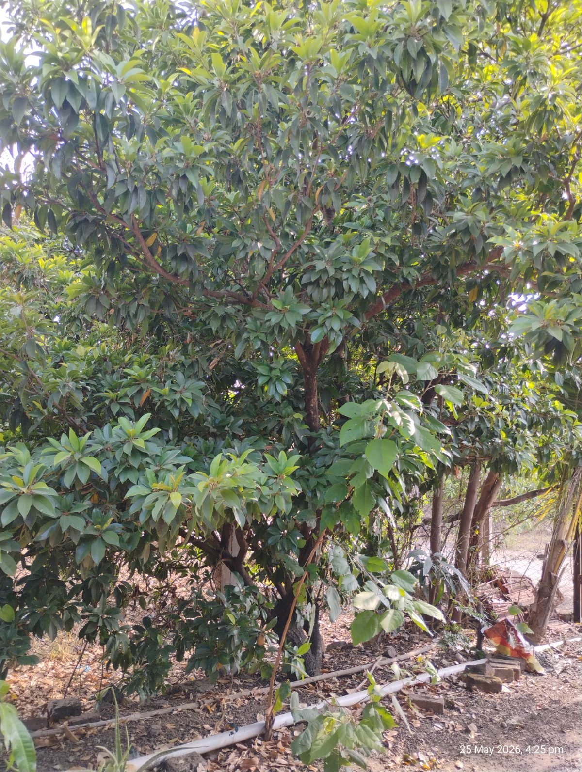 चिकू