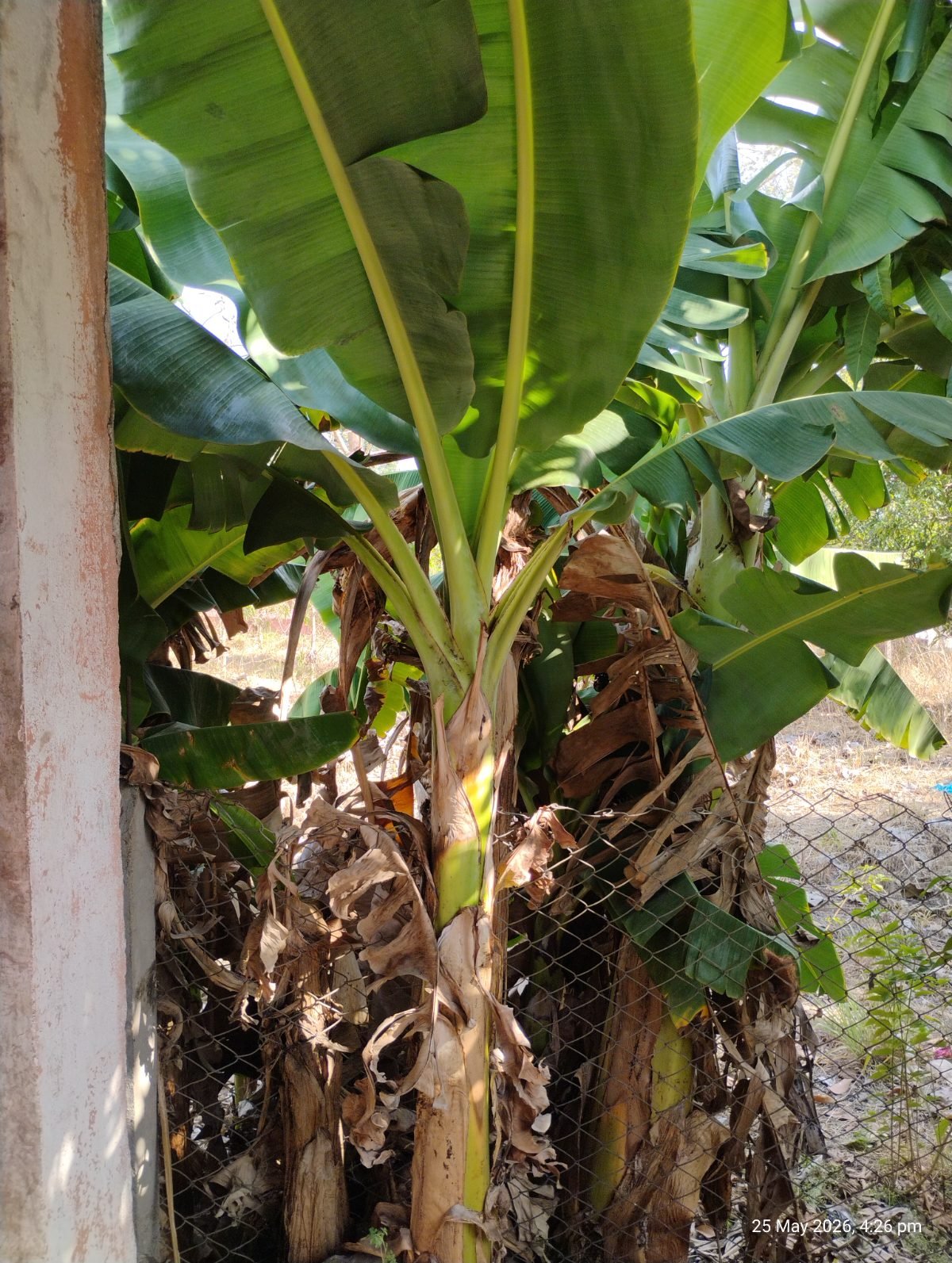 केळी