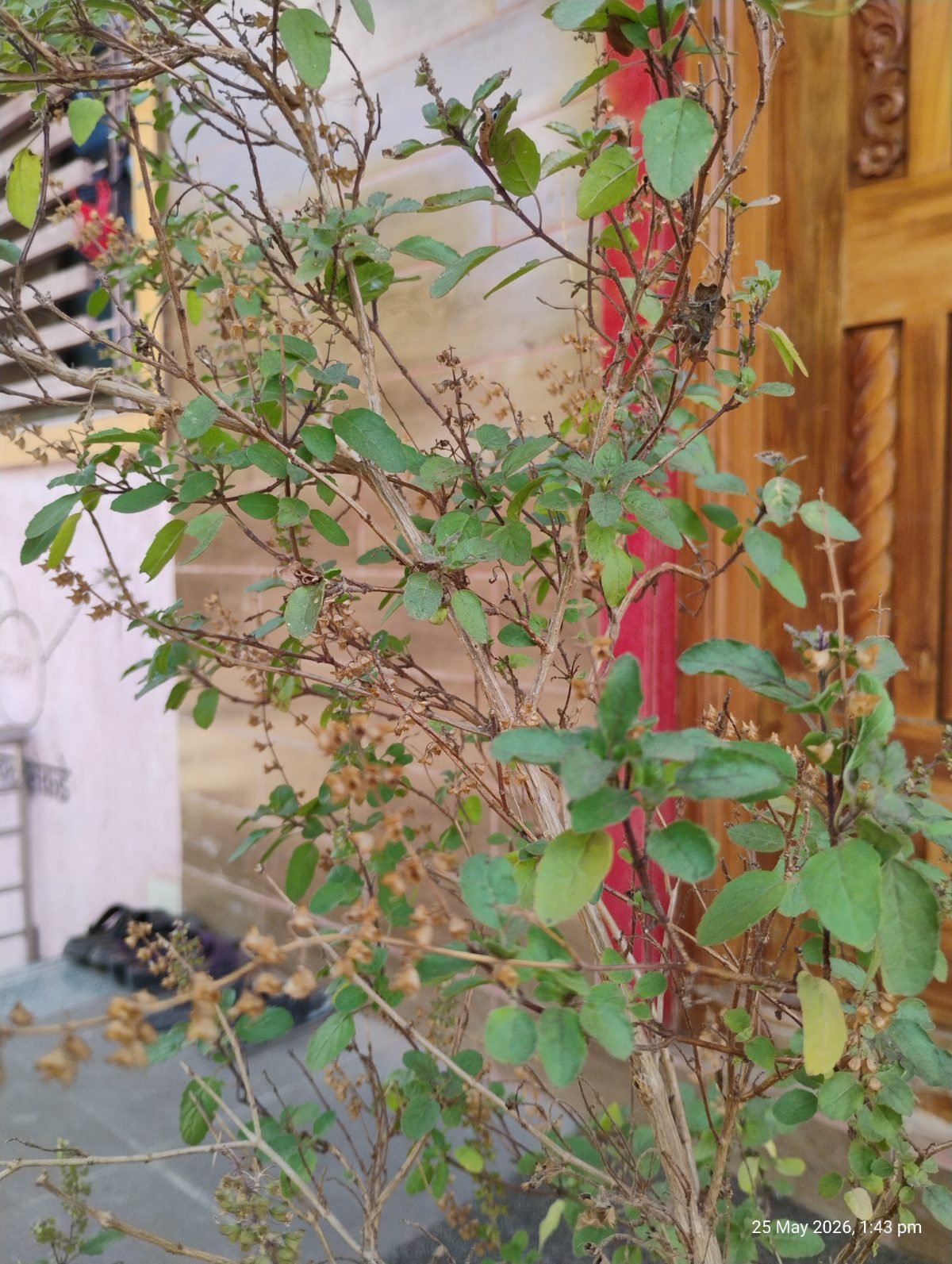 तुळस