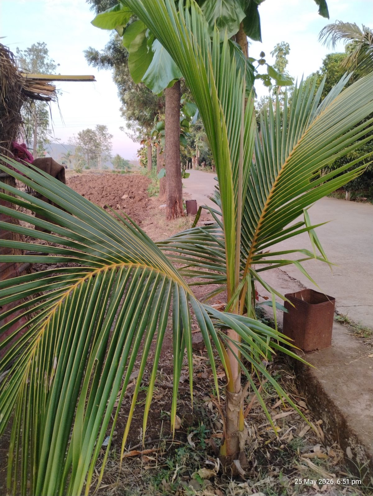 नारळ