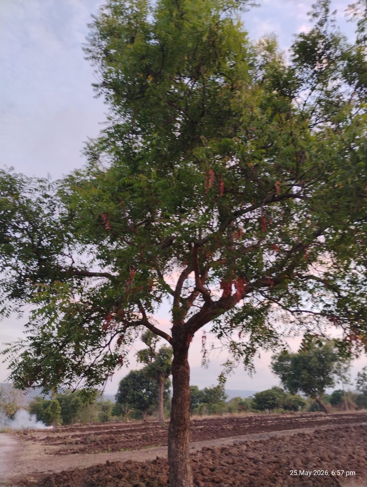 कडुनिंब