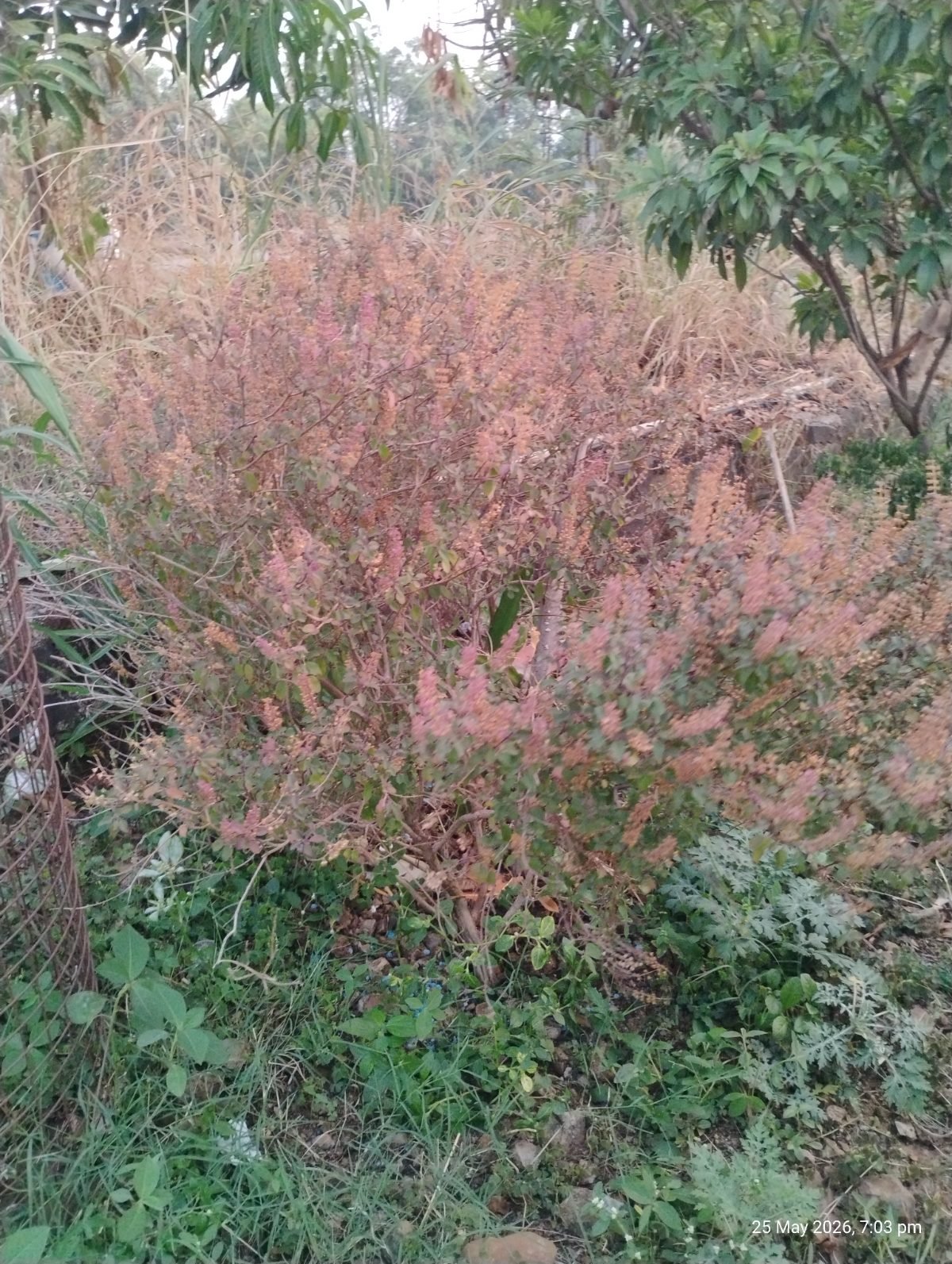तुळस