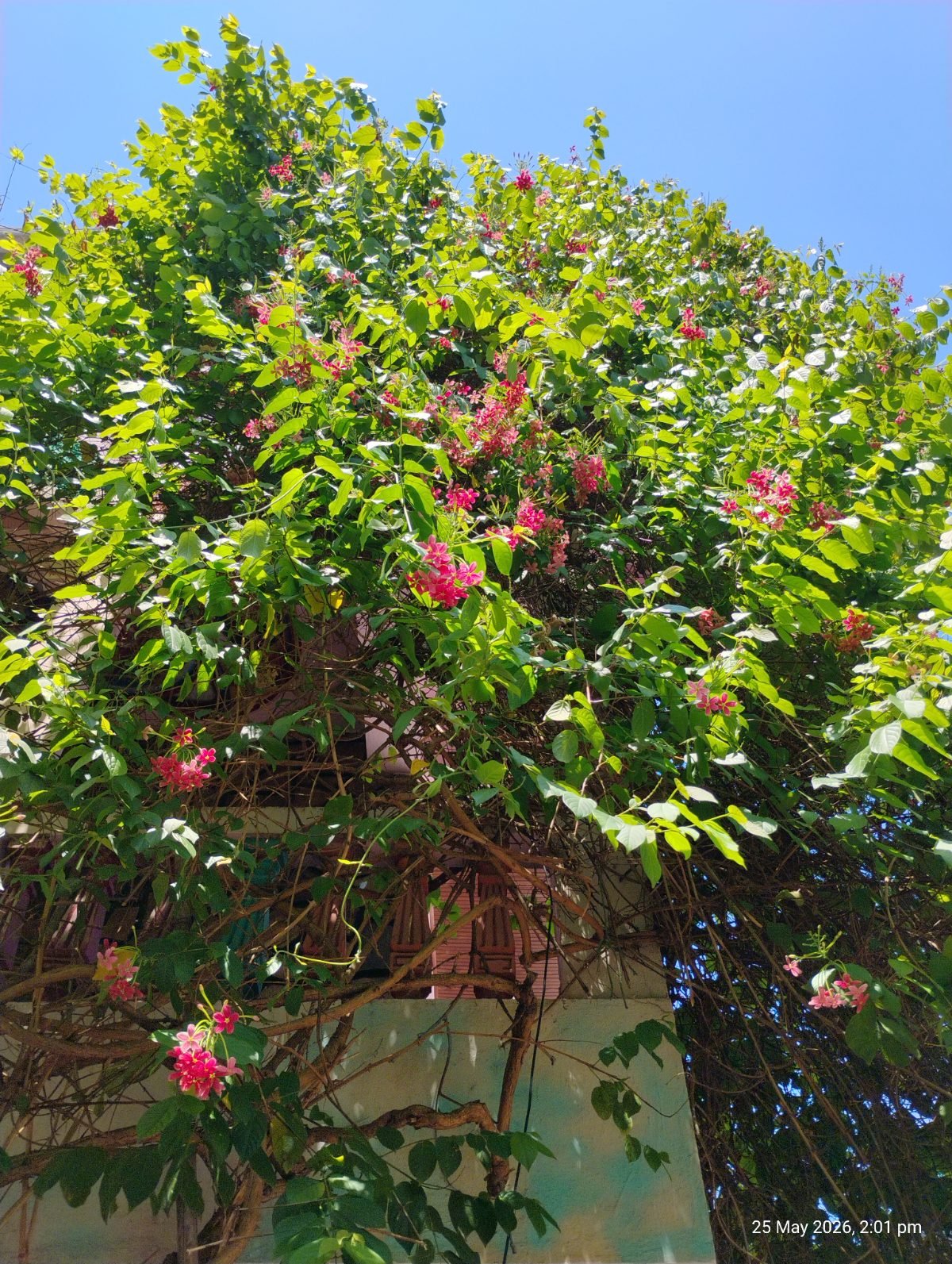मधुमालती