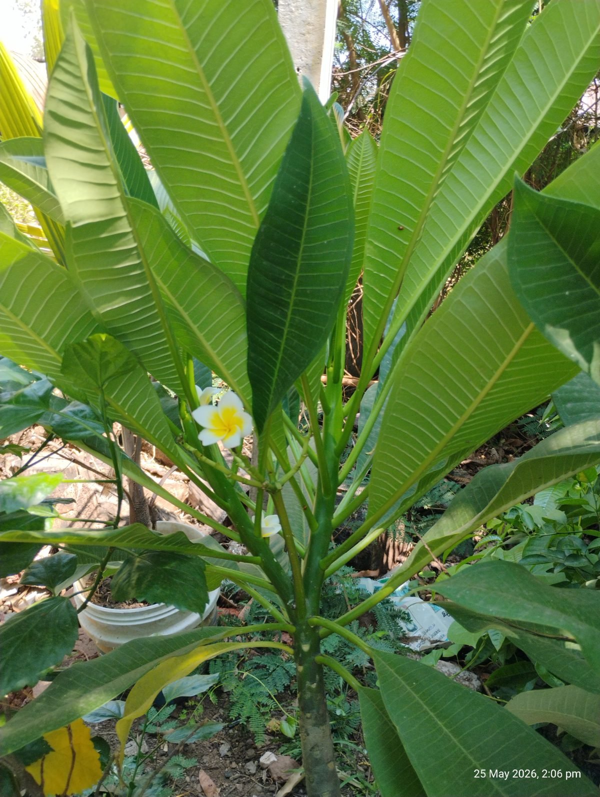 चाफा